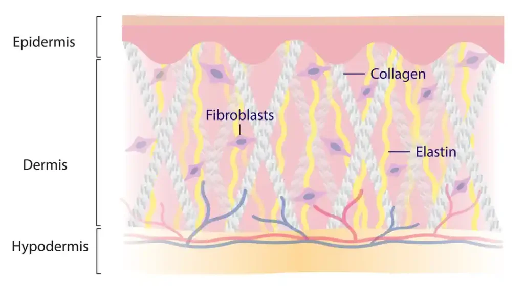 Fibroblast-Baumeister der Dermis
